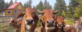 cows