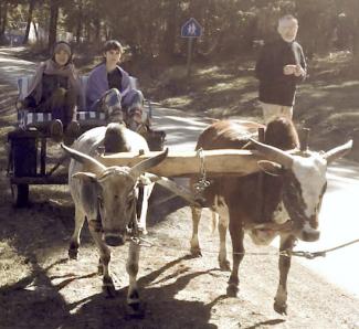 ox cart