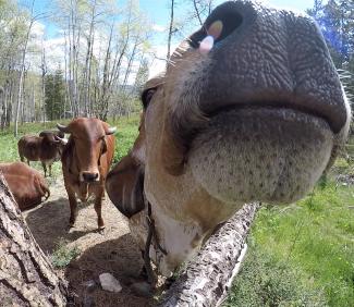 revati cow